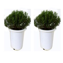 순희농장 로즈마리 모종 로즈마리화분 장미허브 로즈허브 허브 공기정화식물, 로즈마리흰색화분(중), 2개
