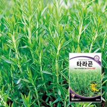 허브씨앗 타라곤종자 타라곤씨 2000립