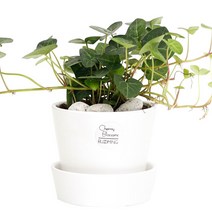 서포트화분 인테리어 실내공기정화식물 소형, 42.하트아이비