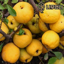 모과나무 모과 유실수 정원수 나무언니, 대실모과 결실주