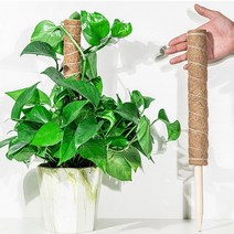 수태봉 코코넛 식물지지대 수태 몬스테라수태봉 지지대 코코봉 홈가드닝 연결형 나무지지대, 중형