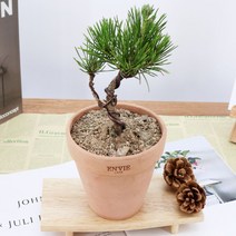 소나무 해송 분재 피톤치드 나무묘목 키우기