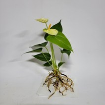 수경식물 프렌즈 안스리움 크림 화이트 1촉 2022 새상품/수경재배식물