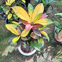 러브코리아 크론톤아스톤(대) 실내공기정화식물 공기청정식물, 단품