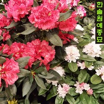 만병초 특선, 08. 엔젤, 1개