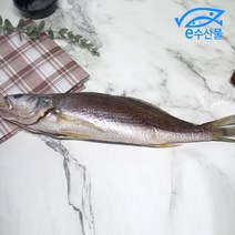 반건조조기 제수용민어조기 대 손질 소금간된 제수용생선 말린 민어조기 제사생선, 민어조기대35cm