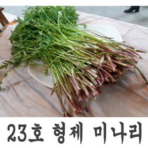 일등 농부 정재후 형제미나리 청정 미나리 1kg 500g 300g 미나리삼겹살 미나리무침 꿀 미나리, 1봉