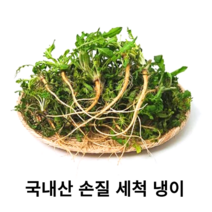 국내산 세척 손질 냉이 500g 1kg 노지 자연산 유기농 냉이 자연냉이 제철봄나물 향긋한 봄나물 겨울냉이