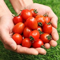베리카인드 대추방울토마토 2kg 5kg, 1.대추방울토마토2Kg(4-5번과), 대추방울토마토2Kg(4-5번과)