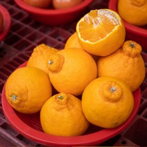 [산지직송] 노지 제주 한라봉 5kg 10kg 벌크 가정용, 04. 10kg 중과 (가정용)