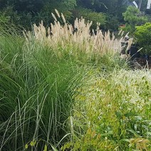 그라스류 특선, 01-1. 핑크뮬리 5치