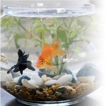 ◆JOONA★ 아쿠아 백점구제액 담수 해수겸용 110ML 수질개선제 백점병예방 물곰팡이제거