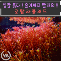 [비바소녀] 붉다 붉어 로탈라블러드(3촉/7촉) / 수초 레이아웃 초보수초 어항 잔디 새우 구피 미니어항, 3촉