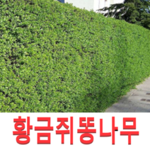 (성실G)황금쥐똥나무묘목 삽목2년 10그루