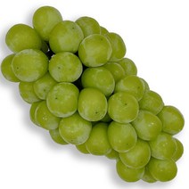 경북 김천 상주 고당도 <샤인머스켓> 샤인머스캣 씨없는포도 – 선물세트, 1박스, 3.2kg 내외 (4수)” class=”wr-img”></a></div></p></div></p></div></p></div><div class=