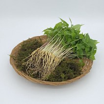 무농약 새싹삼(중) 50수 (고흥농장), 단품