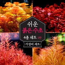 [살비니아] [비바소녀] 수질정화수초 살비니아 쿠쿨라타 (12뿌리) / 부상수초 초보수초 은신처