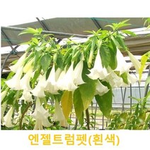 초화식물/야생화 엔젤트럼펫(흰색) 모종 4개(L0037)