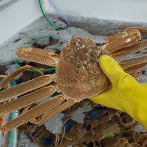 산지직송 포항 구룡포 자숙 연지 홍게 3kg 고급형 프리미엄 생물 수율 최상급 홍게 다리 손질살, <b.1> 박달홍게 3마리 (소사이즈)” class=”wr-img”></a></div></p></div></p></div></p></div><div class=