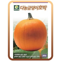 금덩이호박씨앗30립 뚜껍고 맛좋은과육 호박씨