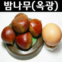 밤나무/옥광 나무 묘목 접목1년 뿌리 특묘 1개/유실수/과수