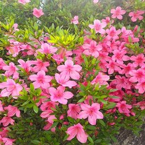 착한가격 나무생각 / 영산홍(석암) / 40cm / 10주묶음, 주