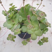 [수암다육] 오르비쿨라리스 랜덤발송 Crassula orbicularis 다육 다육이 다육식물 367
