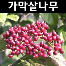 가막살나무 묘목 키80cm~1m 3개/꽃나무/고유수종/정원수
