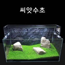신바람 수초씨앗 씨앗수초 쿠바펄모양S 2g