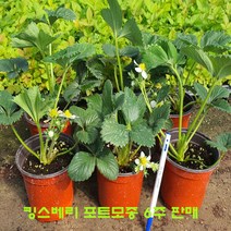 *딸기모종 킹스베리 딸기 모종 6주 판매, 킹스베리 컵포트 6주