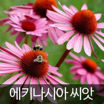 에키네시아씨앗 에키나시아 씨앗 애키네시아 100알