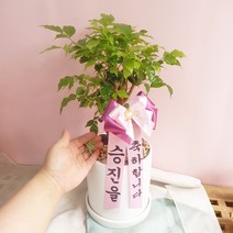 녹보수 도자기 화이트화분+이오난사 지름 15cm - 꽃말 행복 재물 리본메세지, 녹보수 도자기 화이트화분