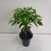 온누리농원 커피나무
