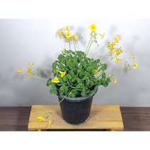 [나랑너랑꽃]옥살리스 - 산미구엘리 (12cm 포트 산미구엘라 사랑초)