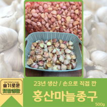 [종자] 홍산마늘 종구 500g 씨마늘 대서마늘 마늘씨앗, 1개