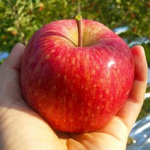 청송사과 햇 아리수 사과 정상품 8kg34-38과, 없음