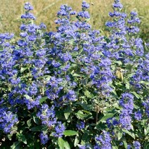 세종식물원 층꽃나무 그랑블루 120L포트 층꽃풀 신품종, 1개