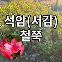 석암철쭉 서감철쭉 철쭉마켓 철쭉 묘목 꽃 나무 영산홍 연산홍 베니 정원 마당 조경수 정원수 울타리 화목류 철죽 농원 울타리, 석암철쭉서감철쭉30~40CM전후