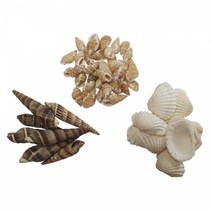 자연물 조개류 500g, 조개껍데기, 조개껍데기