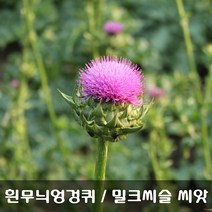 [해피플라워] 서양 흰무늬엉겅퀴 밀크씨슬 씨앗 300립 / 봄 여름 파종 서양엉겅퀴 종자