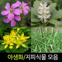 순희농장 야생화 지피식물모음 포트 10개묶음, 10개, 기린초포트