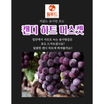 제철과일 씨없는 수입포도 캔디하트 솜사탕 머스켓, 800g, 1개