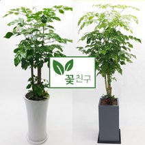 꽃친구 녹보수 개업 이사 집들이 축하 나무 화분 반려식물 전국당일배송, 녹보수 사기분 3호, 기본받침