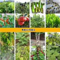 약용수 특용수 묘목 오갈피 꾸지뽕 엄나무 옻나무 오미자 슈퍼블렉베리 구기자 황칠나무 참가죽 참두릅 헛개나무 벌나무 느릅나무 칼슘나무 왕보리수 나무 블랙커런트나무, 1.오갈피묘목