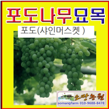 (D소망)청포도(샤인머스켓)묘목 삽목1년(포트) 3그루, 3개
