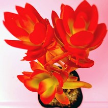 러브코리아 화제 키우기 쉬운 실내 거실 다육 식물 화분 랜덤발송1-30, 단품, 1개