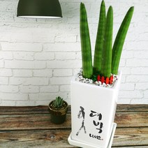 개업축하화분 하시는 모든일 대박나세요 개업축하메세지화분, 스투키, 1개