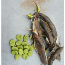 동진농장 직접키운 잠두콩(건잠두콩 잠두콩 누에콩 작두콩 파바빈), 1kg