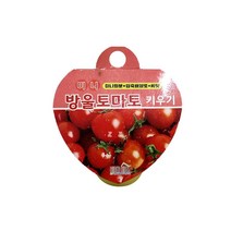 방울토마토 키우기 식물키우기