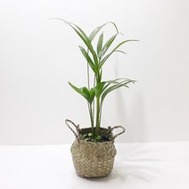그늘에서잘자라는 반음지 잘안죽는 새집증후군 실내 공기정화 식물 아레카야자 화분 세트